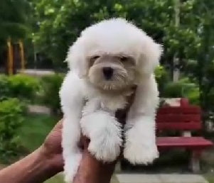 Silky Coat Maltese Puppies Available For Sale In Goa.