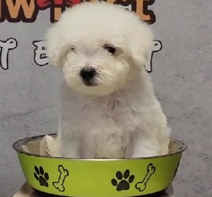 Get Your White Furry Maltese Puppy From Goa.