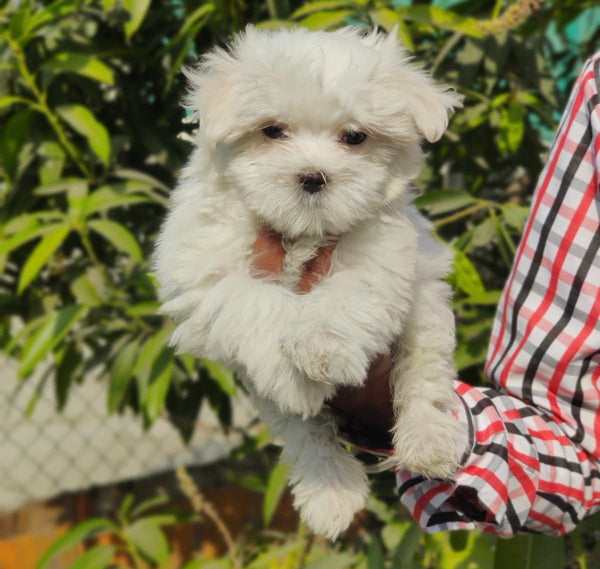 Get Your Fluffy Pet From Us At Best Price.