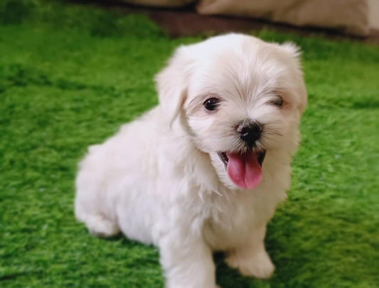 Maltese male & female puppies available for sale in hyderabad.
