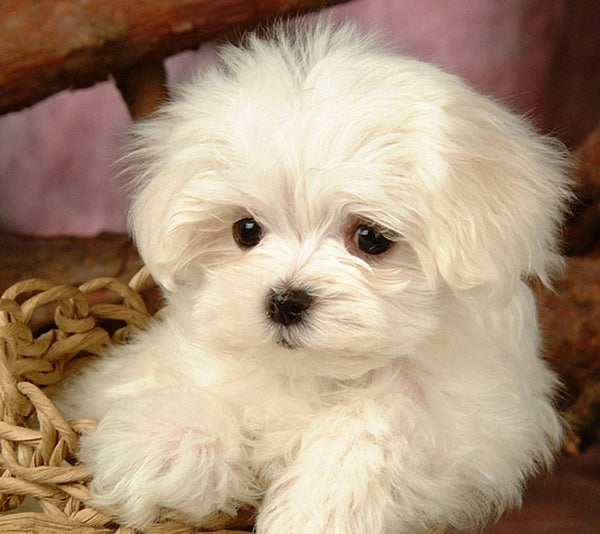 Male & Female Maltese Puppies Available For Sale.
