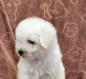 Fluffy Maltese Puppies Available For Sale In Mumbai.