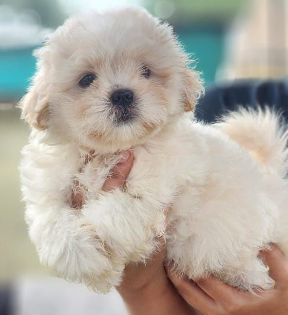 Male Maltese Puppies Available For Sale.
