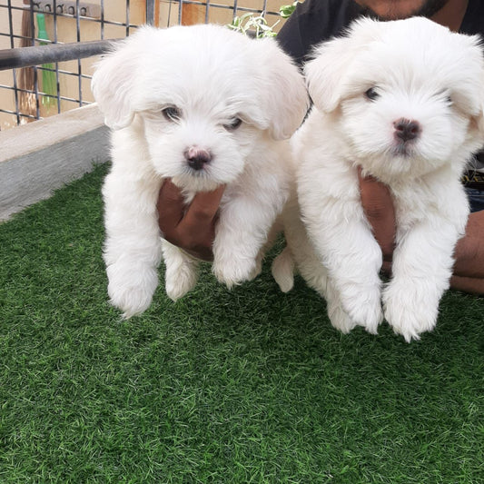 Buy Male & Female Maltese Puppy At Best Quality.
