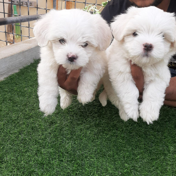 Buy Male & Female Maltese Puppy At Best Quality.