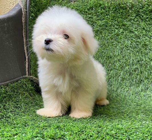 Buy Maltese Male Puppy Online.