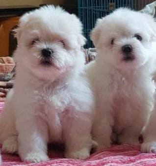 Buy Maltese Male & Female Puppy Online.