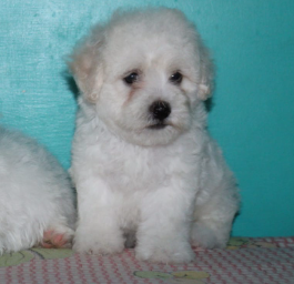 Buy Maltese Puppy From Pune At Inexpensive Price.