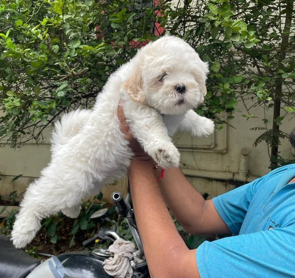 Adaptable maltese puppies available for sale in chennai.
