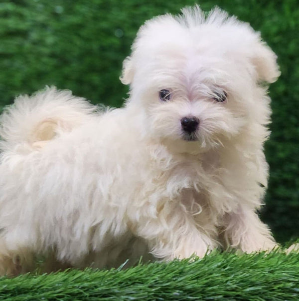 Maltese male & female puppy available for sale in chennai.
