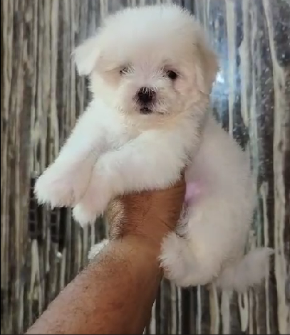 Purchase  maltese male puppies from chennai at best price.
