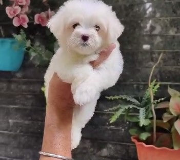 Get maltese puppies at premium quality at best price from jaipur.
