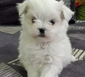 Buy maltese puppies from chennai at best quality .
