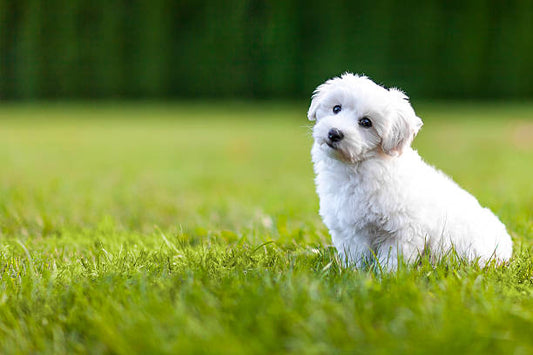 White Coat Maltese Puppy Available For Sale.