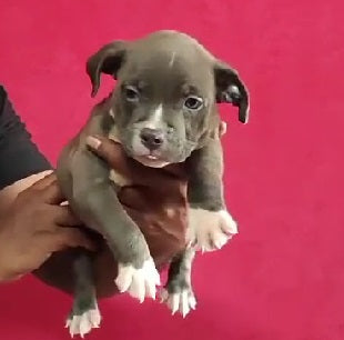 We have alert pitbull puppy from vizag.

