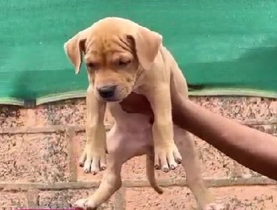 Buy pitbull puppies from vizag at starting price of Rs.26,000.
