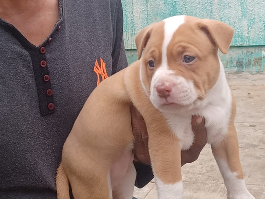 Purchase male & female pitbull puppies form vizag.
