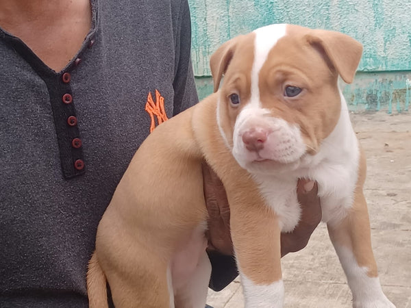 Purchase male & female pitbull puppies form vizag.
