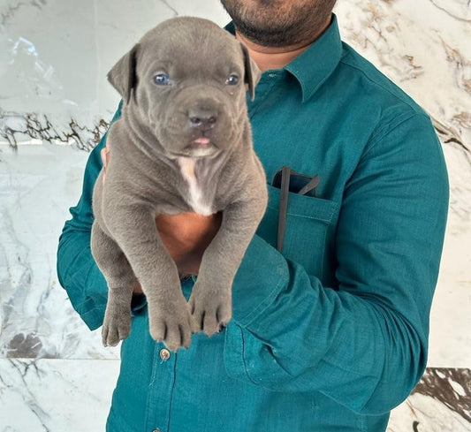 We have pitbull puppies price range in between Rs.26.000 to Rs.60,000.
