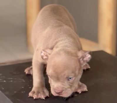 We have Male & Female Pitbull Puppies Available For Sale In Ahmedabad.
