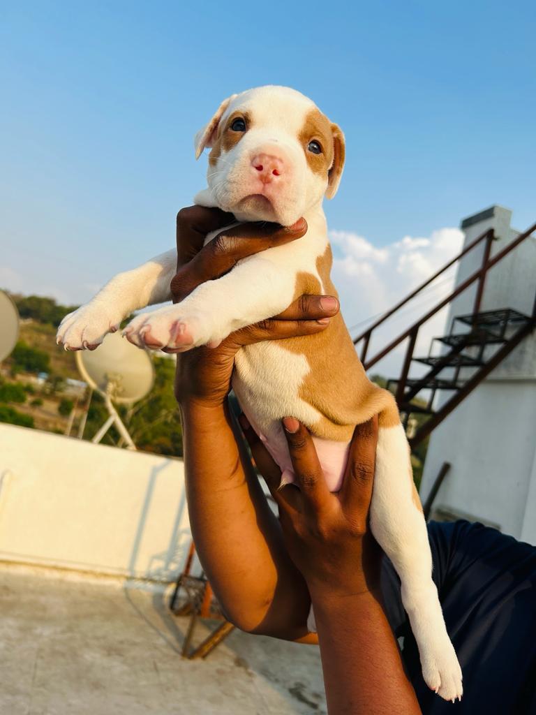 Buy Health Certified Puppies Available For Sale In Ahmedabad.
