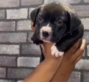 Alert Pitbull Puppies Available For Sale In Ahmedabad.
