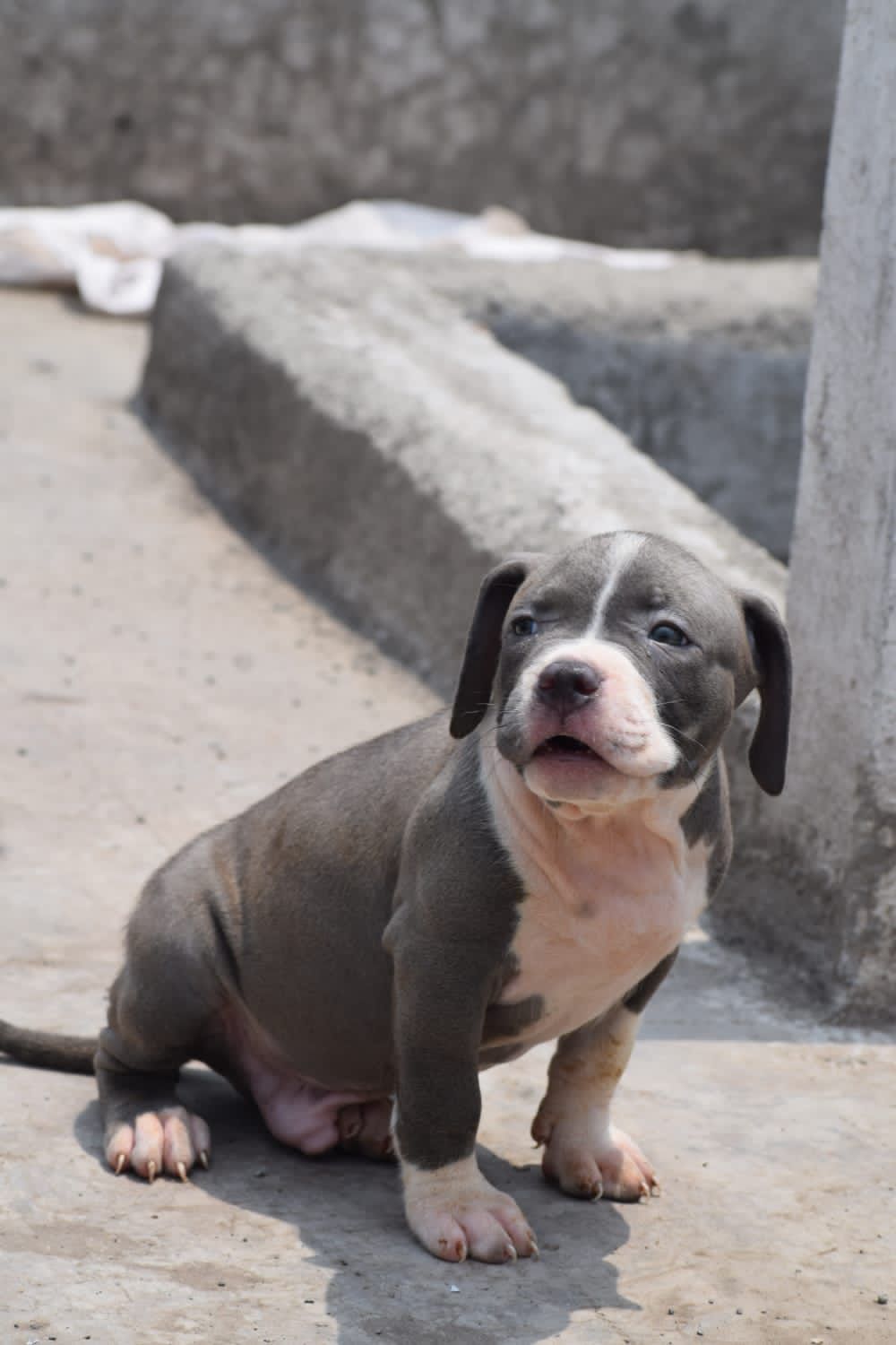 Energetic Pitbull Puppy Available In Banagalore.