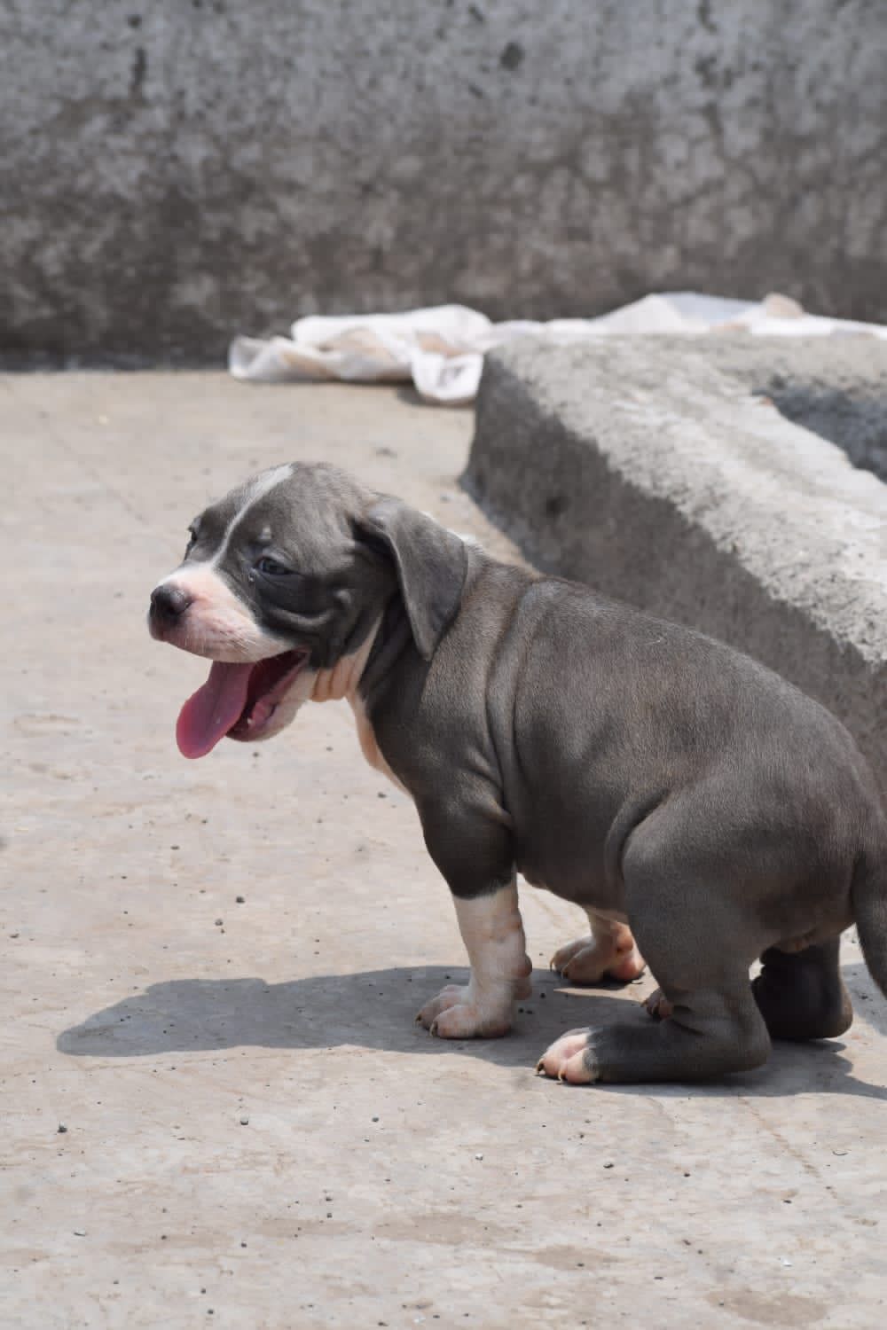 Energetic Pitbull Puppy Available In Banagalore.