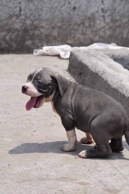 Energetic Pitbull Puppy Available In Banagalore.