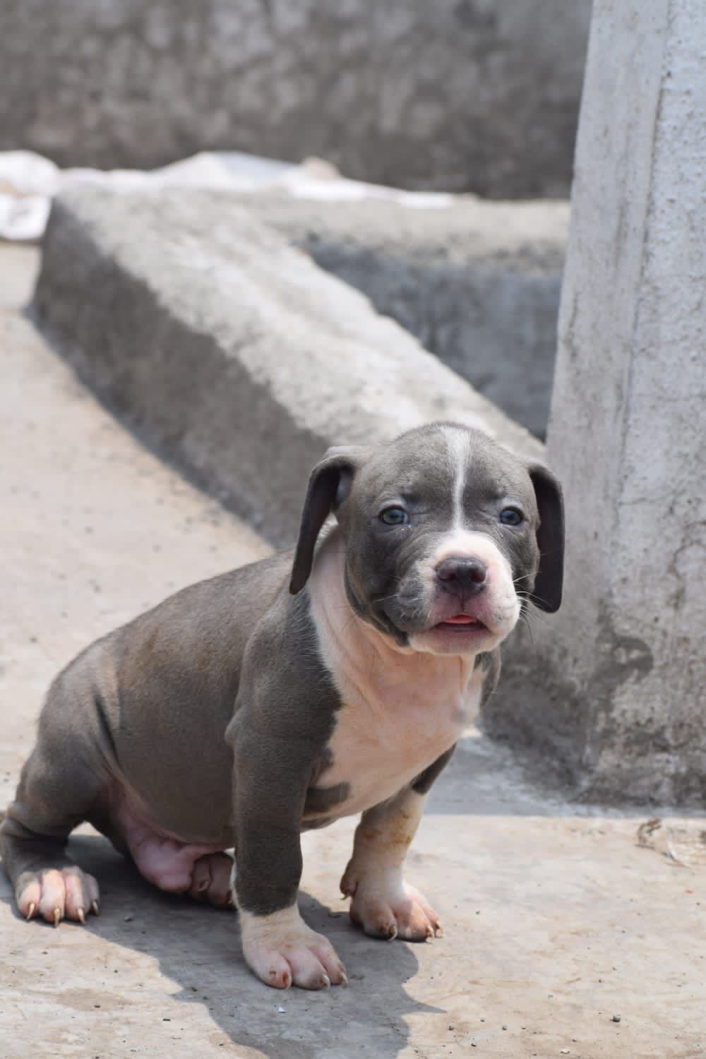 Energetic Pitbull Puppy Available In Banagalore.