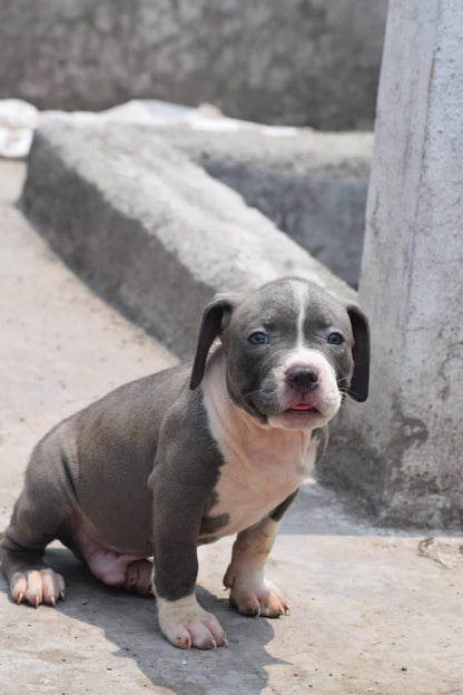 Energetic Pitbull Puppy Available In Banagalore.