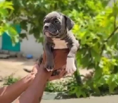 Intelligent Pitbull Puppy Available In Bangalore.