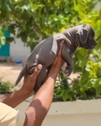 Intelligent Pitbull Puppy Available In Bangalore.