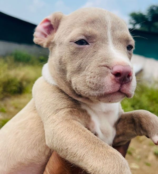 Purchase Family Friendly Pitbull Puppies Available For Sale In Delhi.
