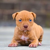 Buy Blue Eyed Male & Female Pitbull Puppies Available For Sale In Delhi.
