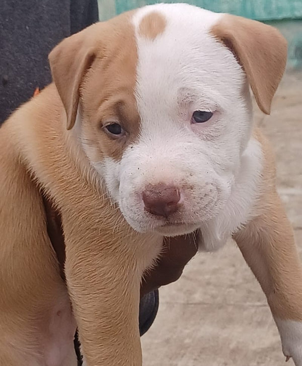 Male & Female Pitbull Puppies Available For Sale In Delhi.
