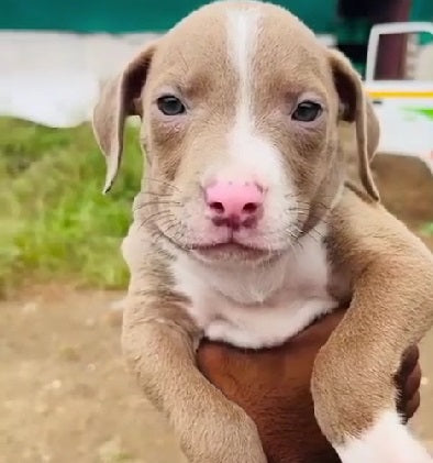 Pitbull male puppies available for sale. 