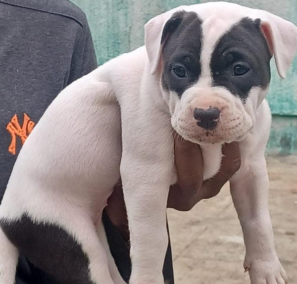 Get White & Black Pitbull Puppies Available For Sale In Goa.