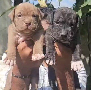 Brown & Black Pitbull Puppies Available For Sale In Goa.