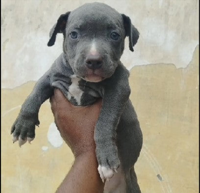 We have alert pitbull puppy from hyderabad.
