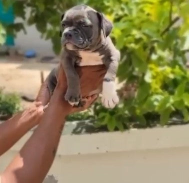 Buy pitbull puppies from hyderabad at starting price of Rs.26,000.
