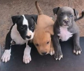 Purchase male & female pitbull puppies form hyderabad.
