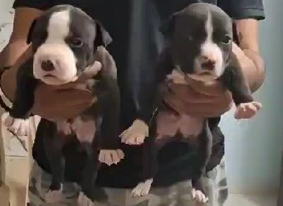 We have pitbull puppies price range in between Rs.26.000 to Rs.60,000.

