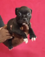 Male & Female Pitbull Puppies Available For Sale.
