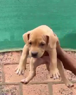 Purchase Male Pitbull Puppies Available For Sale.
