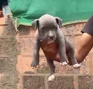 Purchase Male Pitbull Puppies Available For Sale.
