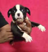 Buy Male Pitbull Puppies Available For Sale.
