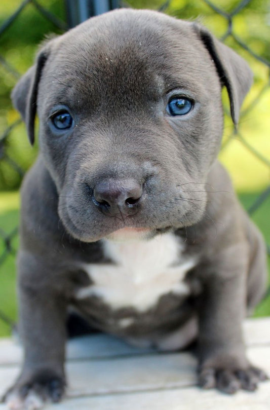 Buy Male Pitbull Puppies From Pune.