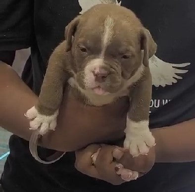 Pitbull  Male Puppies Available.