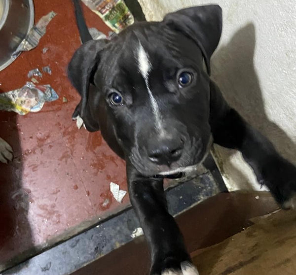 Pitbull male & female puppies available for sale in chennai.
